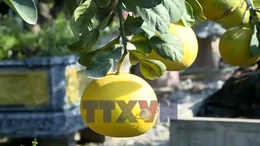 'Thủ phủ' quất, bưởi cảnh Văn Giang sẵn sàng cho thị trường Tết