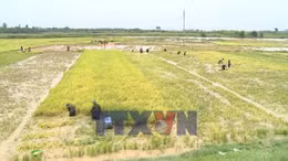 Khẩn trương giúp dân thu hoạch lúa sau mưa dông