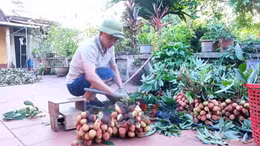 Giá bán vải thiều cao, Bắc Ninh thu gần 6.000 tỷ đồng