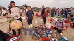 Đà Nẵng: Nhịp sống ngày mới ở chợ cá Tam Tiến