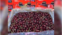 Cherry Chile về Việt Nam giá rẻ chưa từng thấy