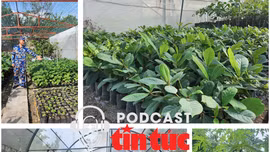 Mầm xanh từ đất liền, sức sống ở Trường Sa: Những người làm vườn mang súng 
