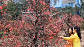 Làng đào Nhật Tân, quất Tứ Liên những ngày cận Tết
