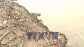 Sạt lở đê biển Đông ở Cà Mau diễn biến phức tạp 