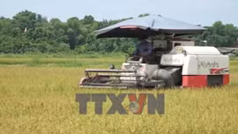 Hà Tĩnh khẩn trương thu hoạch lúa xuân