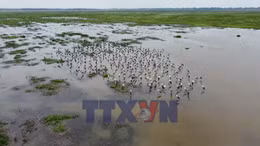 Đồng Tháp: Đàn chim, cò hàng nghìn con xuất hiện ở khu đất ngập nước