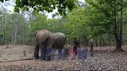 'Chăn voi' giữa rừng già