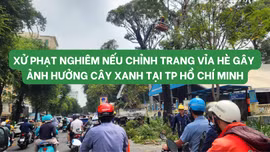 TP Hồ Chí Minh: Xử lý trách nhiệm khi chỉnh trang vỉa hè làm tổn hại cây xanh đô thị