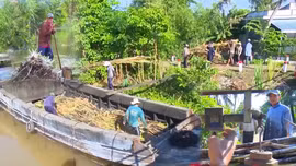 Chuyển đổi mô hình trồng mía ép nước giải khát nông dân Cần Thơ thu lợi cao