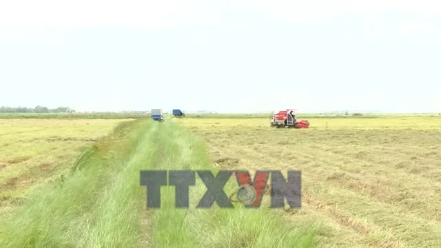 Quảng Trị đẩy nhanh thu hoạch lúa Hè Thu tránh thời tiết bất lợi