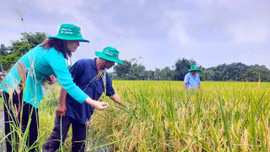 TP Hồ Chí Minh đang phát triển và hình thành vùng sản xuất lúa, gạo ST25 hữu cơ.
