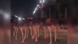 Video đàn đà điểu 'đại náo' đường phố Trung Quốc