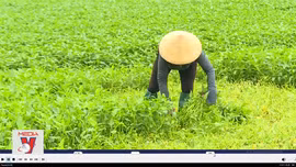 Nông dân chuyển hướng sang trồng rau muống VietGAP