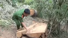 Khẩn trương xử lý vụ phá rừng đặc dụng tại Đắk Lắk