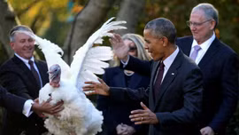 Con gà Tây cuối cùng ông Obama xá tội tại Nhà Trắng