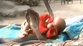 Em bé say ngủ giữa... 4 con rắn hổ mang