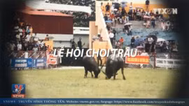 Loại bỏ những lễ hội bạo lực