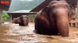 Giải cứu hàng trăm con voi do lũ lụt nghiêm trọng ở Chiang Mai