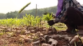 Trồng rừng FSC - Hướng đi bền vững cho ngành lâm nghiệp