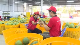 Liên kết sản xuất - thị trường, giải bài toán đầu ra cho nông sản