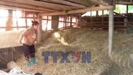 Phú Thọ: Chủ động chống rét cho đàn gia súc