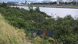 Khẩn trương xử lý hàng cây tự phát tại hạ lưu sông Quán Trường