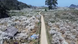 Hoa mận nở trắng cao nguyên Mộc Châu