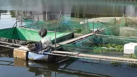 Huế yêu cầu tháo dỡ toàn bộ lồng bè trên sông Như Ý trước ngày 18/8