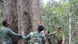 Chuyện những người giữ rừng Hương ở Gia Lai