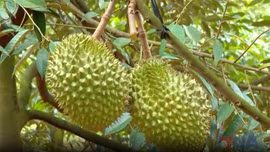 Sầu riêng bị thương lái bỏ cọc, rớt giá