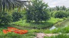 Liên kết mở rộng thị trường xuất khẩu chanh không hạt Vĩnh Long