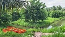 Liên kết mở rộng thị trường xuất khẩu chanh không hạt Vĩnh Long