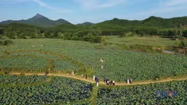 Mùa sen Trà Lý Gắn kết con người, thiên nhiên và du lịch bền vững