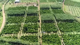 Việt Nam thuộc nhóm rủi ro thấp trong Quy định chống phá rừng của EU