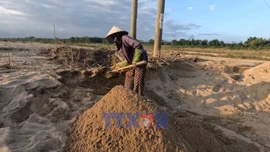 Nông dân Gò Nổi trước nỗi lo mất mùa vụ Đông Xuân