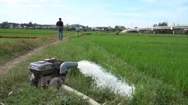 Xâm nhập mặn nghiêm trọng, nhiều ruộng lúa chết khô