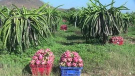 Tăng cường giám sát mã số vùng trồng thanh long xuất khẩu