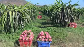 Tăng cường giám sát mã số vùng trồng thanh long xuất khẩu