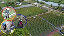 Giữ sắc xuân cho phố thị từ những vườn hoa Thới An TP Hồ Chí Minh.