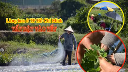 Làng hoa lớn nhất TP Hồ Chí Minh tất bật chăm sóc hoa Tết