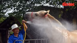 Anh Lê Tiến Tông (SN 1977, ngụ xã Bình Hưng), người gắn bó với nghề hơn 40 năm đang chăm sóc ngựa nuôi.