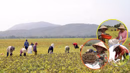 Mùa đậu xanh cận Tết ở vùng Bảy Núi An Giang