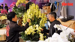 Nghề cắm hoa lan 'hái ra tiền' dịp Tết