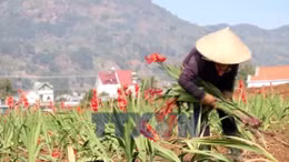 Hàng chục hecta lay ơn ở Lâm Đồng phải nhổ bỏ do nở muộn