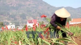 Hàng chục hecta lay ơn ở Lâm Đồng phải nhổ bỏ do nở muộn