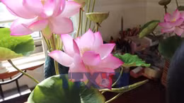 Hoa sen đất sét lên ngôi trong mùa Tết đô thị