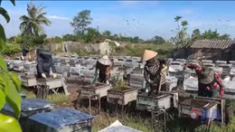 Ninh Bình phát triển thương hiệu mật ong vườn quốc gia 