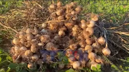 Mùa tỏi kém vui tại Lý Sơn 