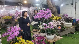 Sôi động thị trường lan hồ điệp 