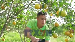 Rộn ràng mùa thu hoạch cam ở Hà Tĩnh 